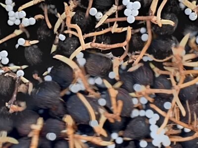 CRÉATION DE PLANTATION ET VENTE DE PÉPINIÈRE DE PALMIER À HUILE