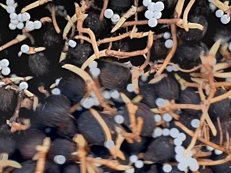 CRÉATION DE PLANTATION ET VENTE DE PÉPINIÈRE DE PALMIER À HUILE