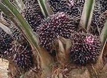 CRÉATION DE PLANTATION ET VENTE DE PÉPINIÈRE DE PALMIER À HUILE