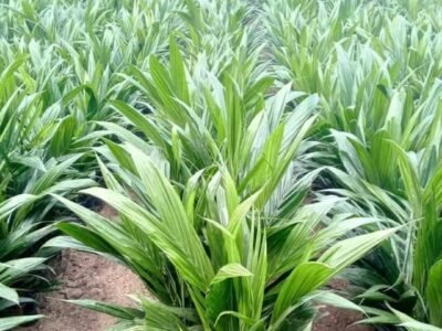 CRÉATION DE PLANTATION ET VENTE DE PÉPINIÈRE DE PALMIER À HUILE