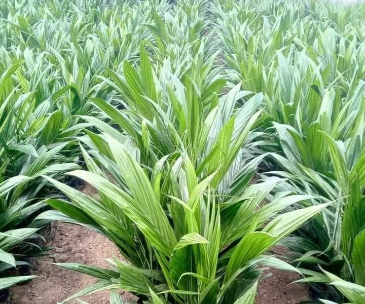CRÉATION DE PLANTATION ET VENTE DE PÉPINIÈRE DE PALMIER À HUILE