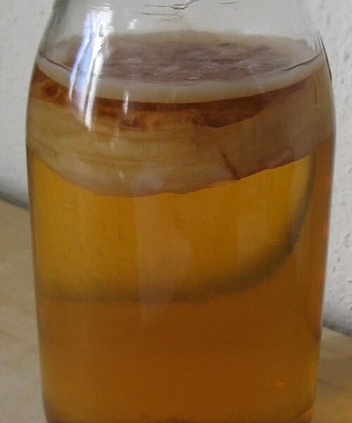 SOUCHE DE KOMBUCHA