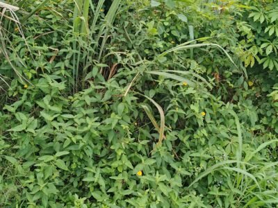 Parcelle agricole 05 hectares à Agboville