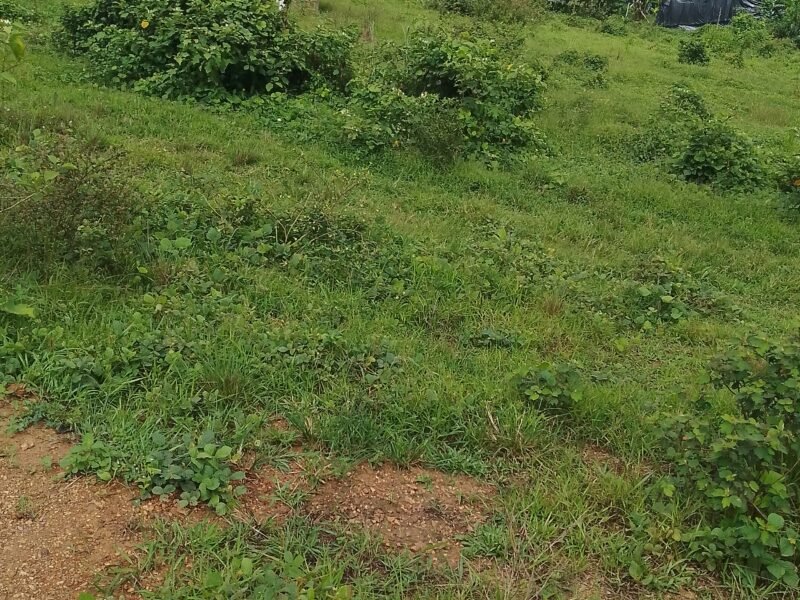 Terrains 400 m2 proche goudron à Anyama